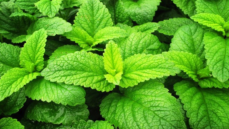 Мелисса лекарственная (Melissa officinalis)