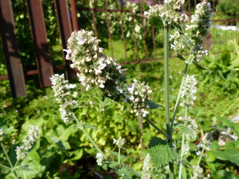Мелисса лекарственная (Melissa officinalis)