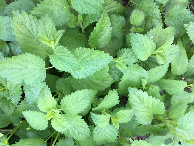 Мелисса лекарственная (Melissa officinalis)