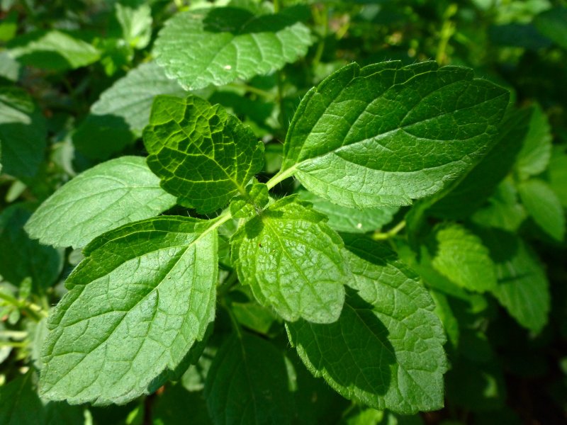 Lemon Balm растение