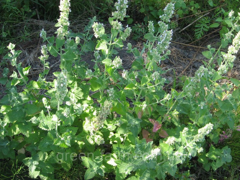 Мелисса лекарственная Lemon Balm
