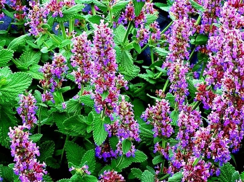 Мелисса лекарственная куст