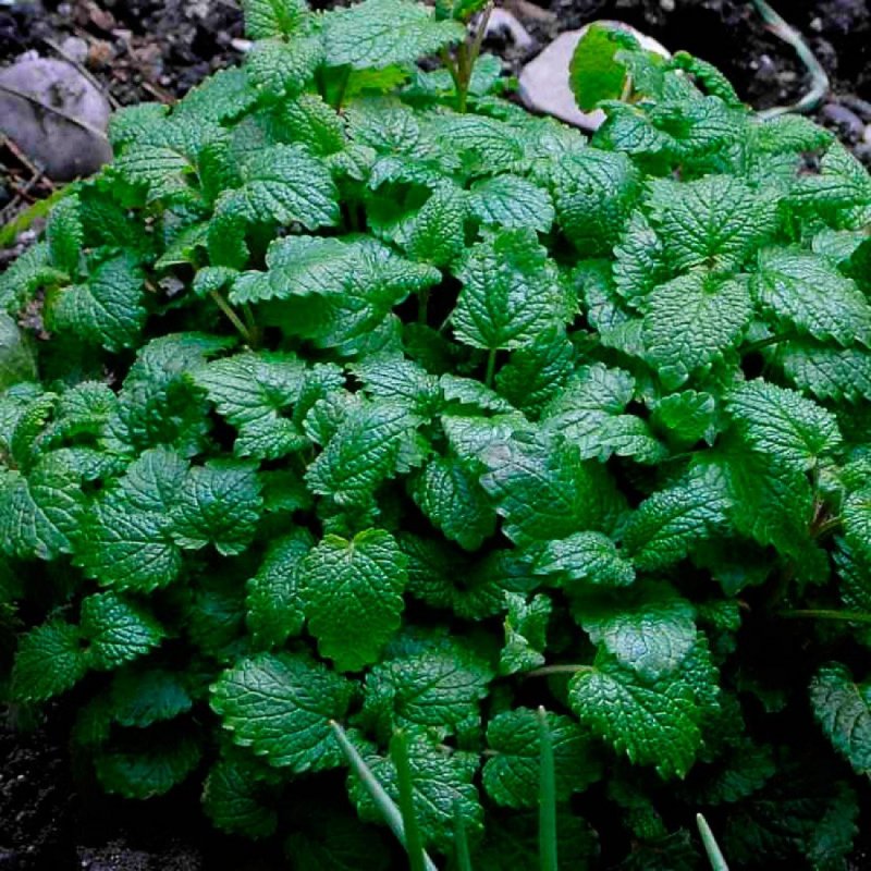 Котовник кошачий (Nepeta cataria)