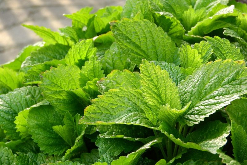 Мелисса лекарственная (Melissa officinalis)