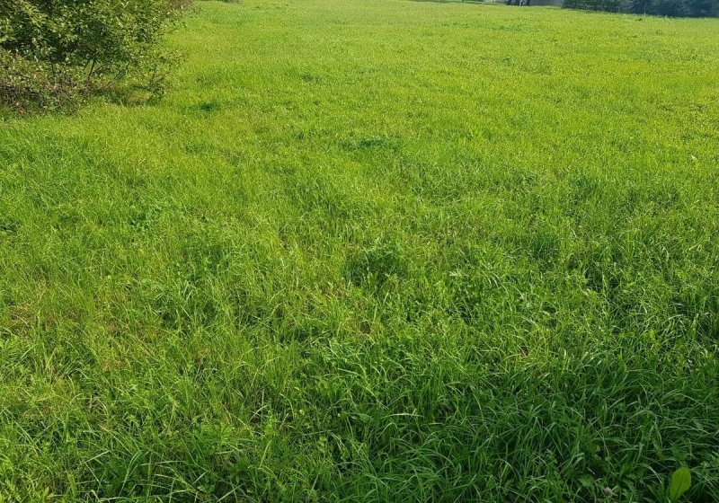 Мятлик однолетний (POA annua l.)