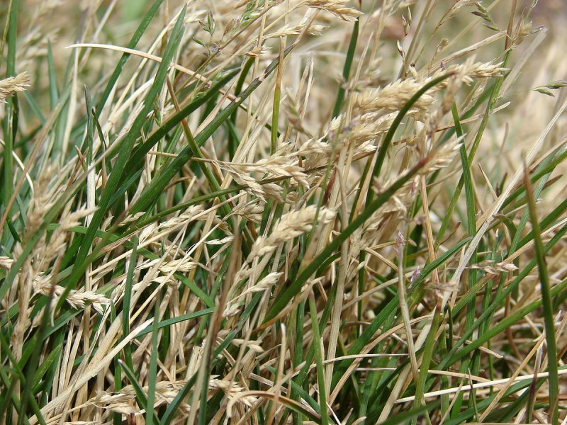 Мятлик Луговой (POA pratensis) ботаника
