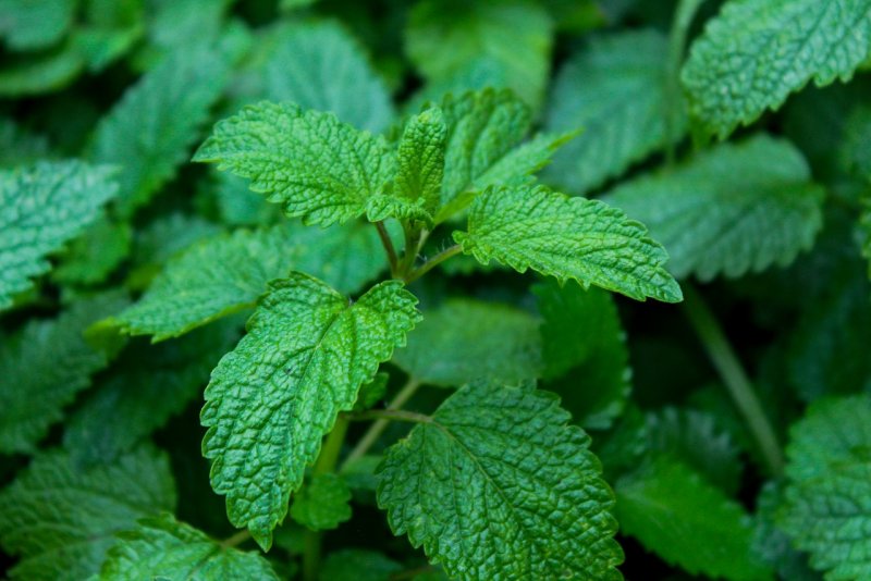 Mentha piperita гибрид
