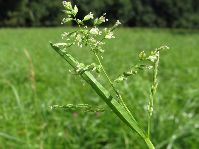 Мятлик Луговой (POA pratensis l.)