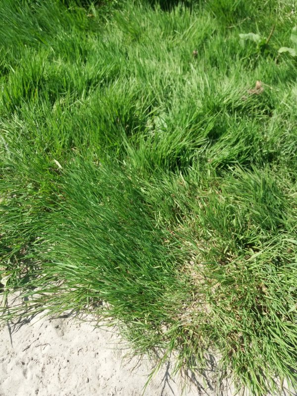 Мятлик Луговой (POA pratensis l.)весной