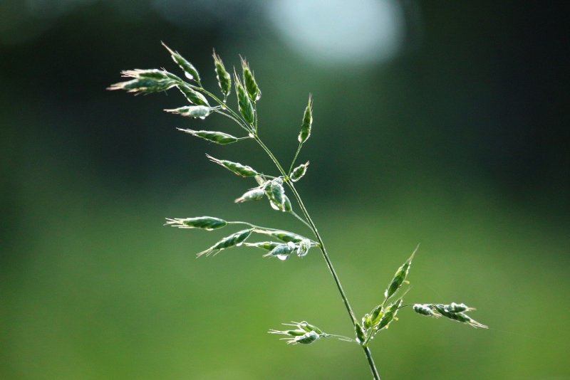 Мятлик Степной (POA stepposa)