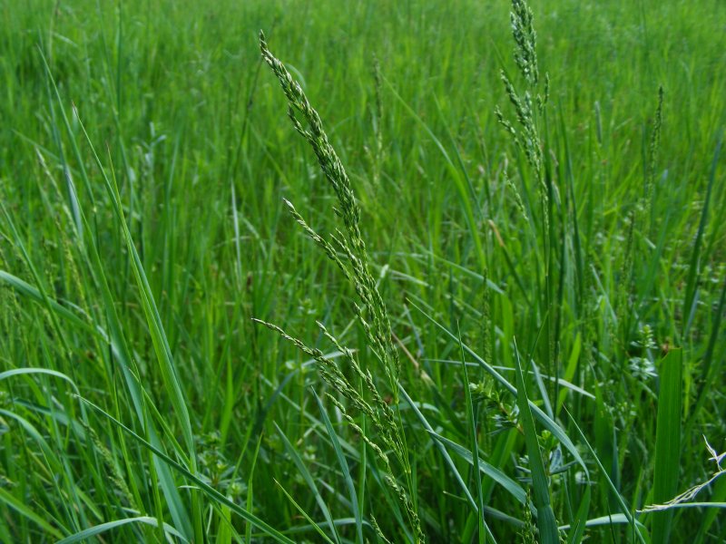 Мятлик Луговой POA pratensis