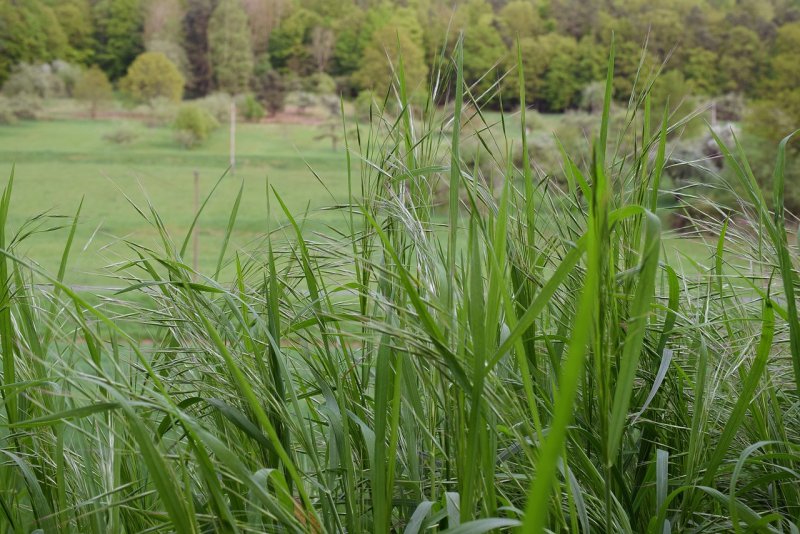 Мятлик Боровой (POA nemoralis l.)