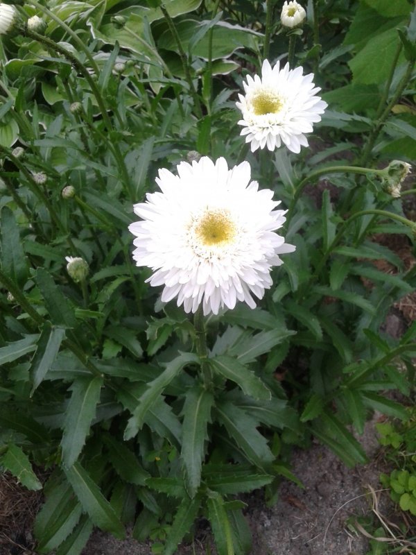 Нивяник Leucanthemum superbum Macaroon