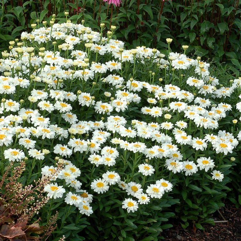 Нивяник "Sunshine Peach" (Leucanthemum)