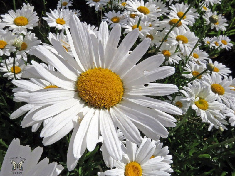 Нивяник Leucanthemum maximum Sweet Daisy cher
