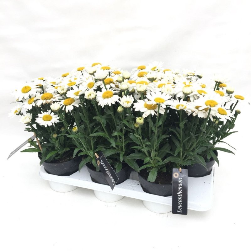 Leucanthemum maximum