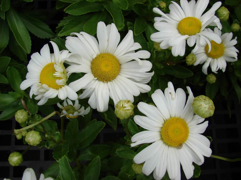 Leucanthemum в горшке