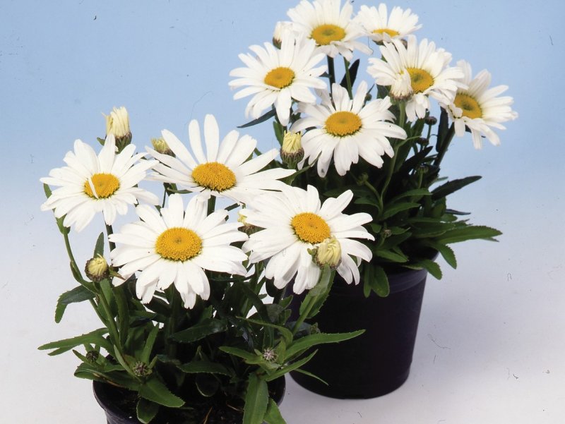 Нивяник Leucanthemum Alaska