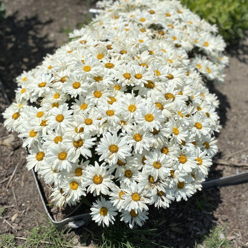 Нивяник Dwarf Snow