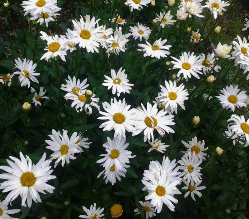 Хризантема Leucanthemum