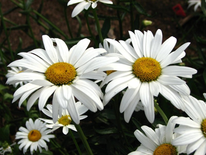 Нивяник Leucanthemum maximum Sweet Daisy cher