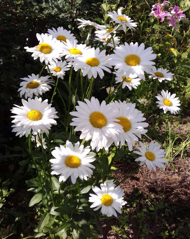 Leucanthemum maximum