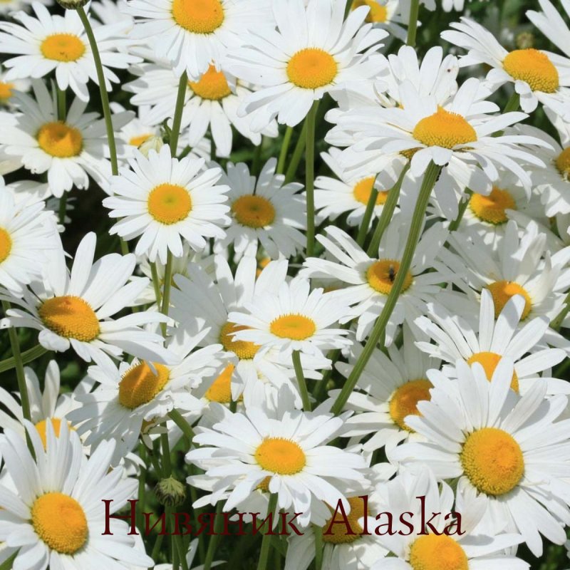 Цветок нивяник Аляска