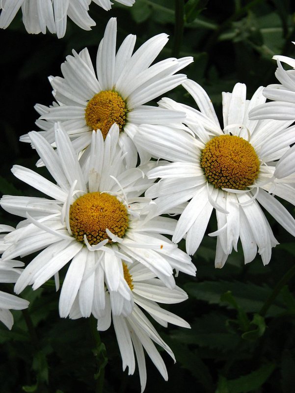Leucanthemum maximum