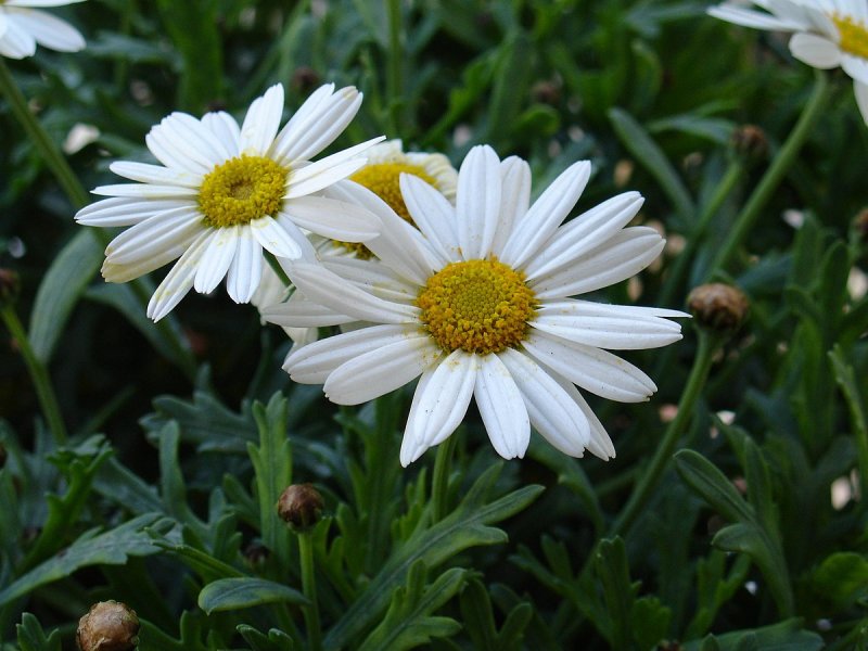 Leucanthemum Spoon Full of Sugar
