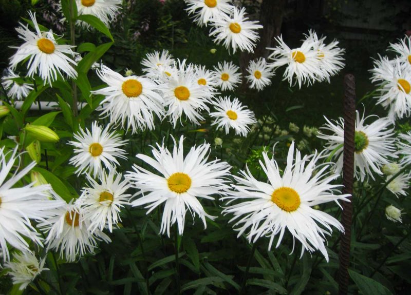 Леукантемум Sweet Daisy Jane