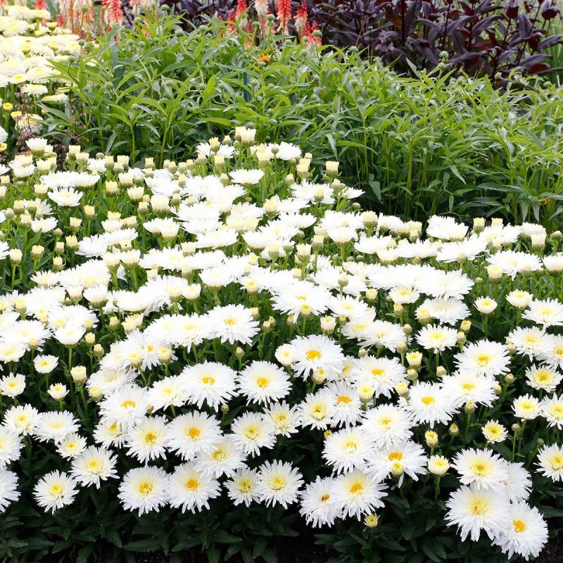 Leucanthemum Summer clouds