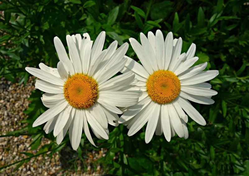 Leucanthemum superbum