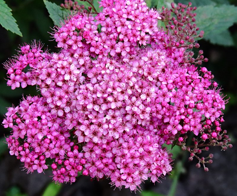 Спирея японская Spiraea japonica crispa