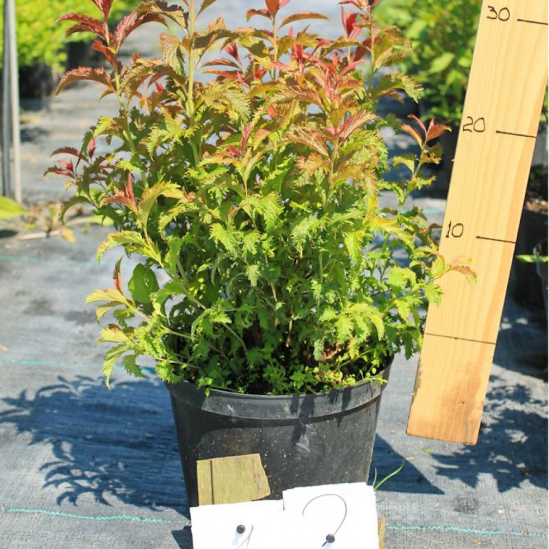 Спирея Spiraea japonica crispa