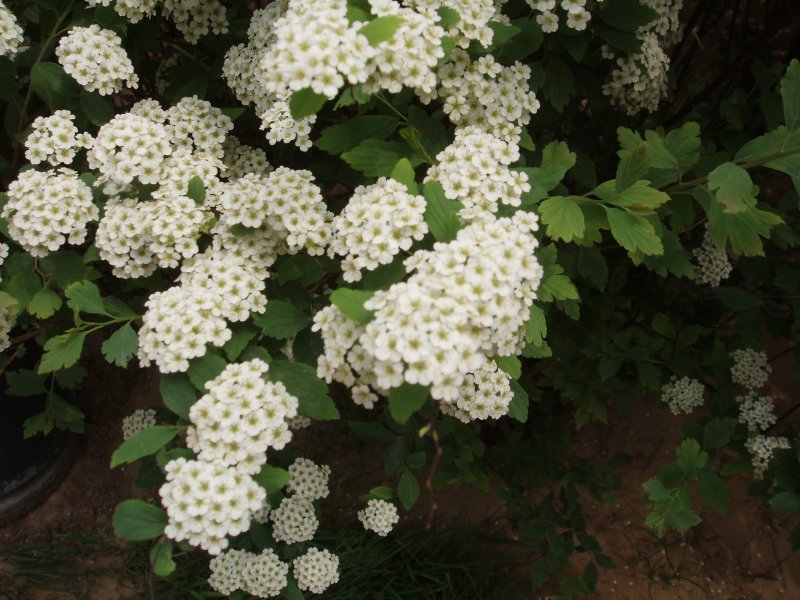 Спирея японская bullata