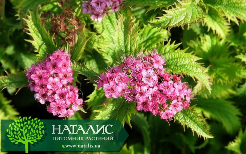 Спирея японская Криспа Spiraea japonica crispa