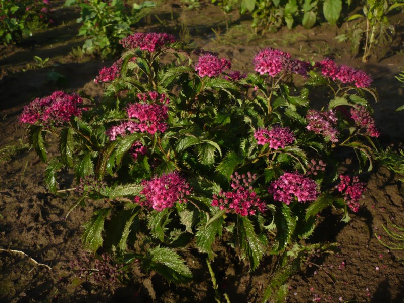 Спирея японская Spiraea japonica crispa