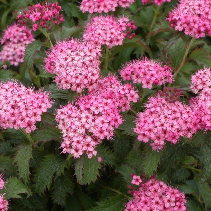Спирея Spiraea japonica crispa