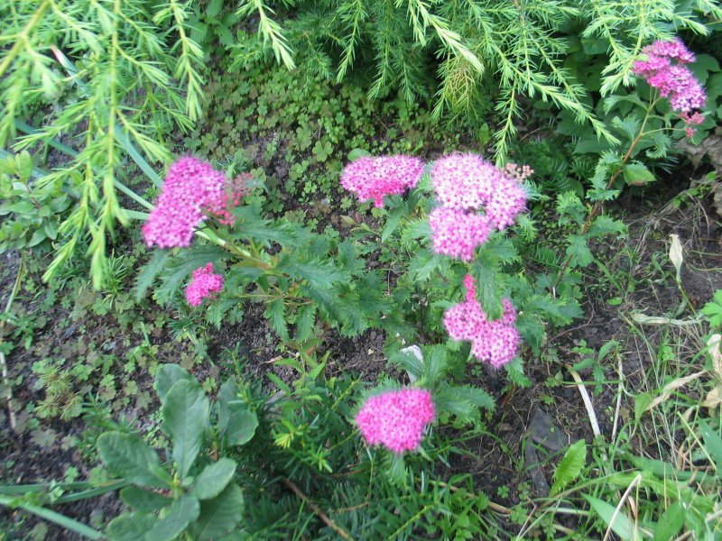 Спирея (Spiraea) Manon japonica