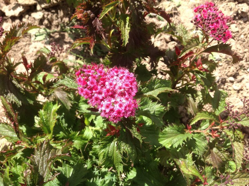 Спирея японская Криспа (Spiraea crispa)