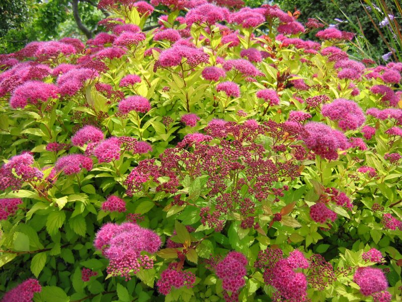 Спирея японская Альбифлора Spiraea japonica albiflora