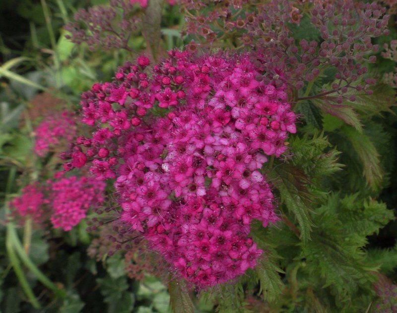 Spiraea japonica crispa
