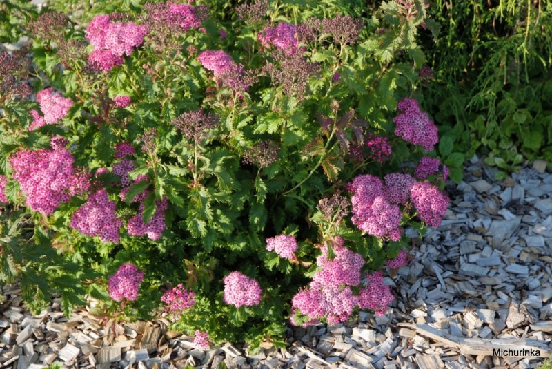 Spiraea japonica crispa