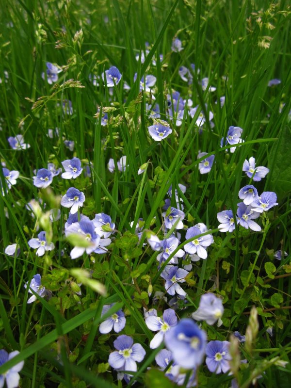 Вероника filiformis
