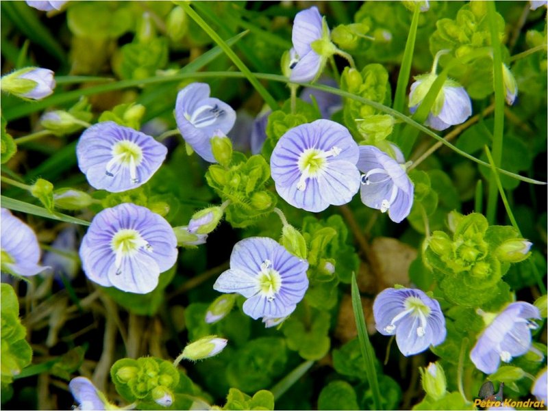 Veronica filiformis ползучая