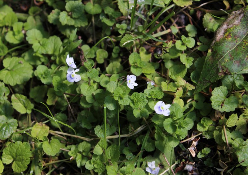 Вероника нитевидная Veronica filiformis