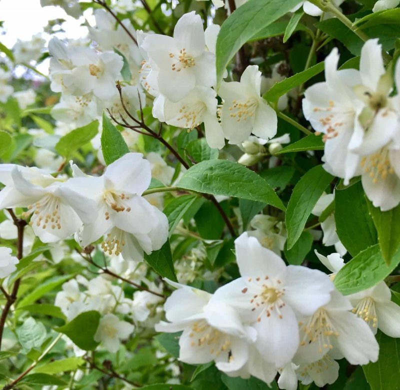 Чубушник венечный (Philadelphus coronarius)
