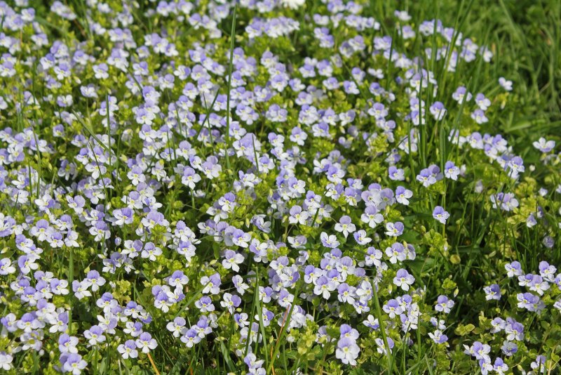 Вероника нитевидная Veronica filiformis