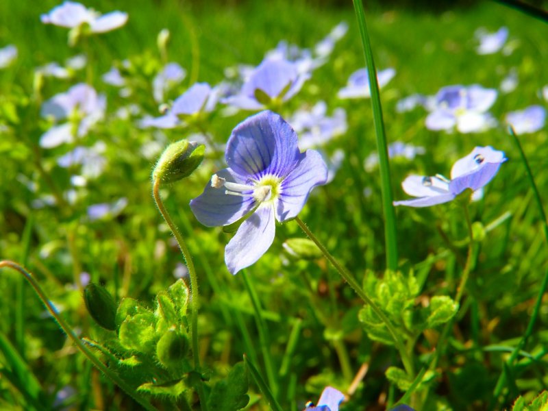 Вероника нитевидная Veronica filiformis