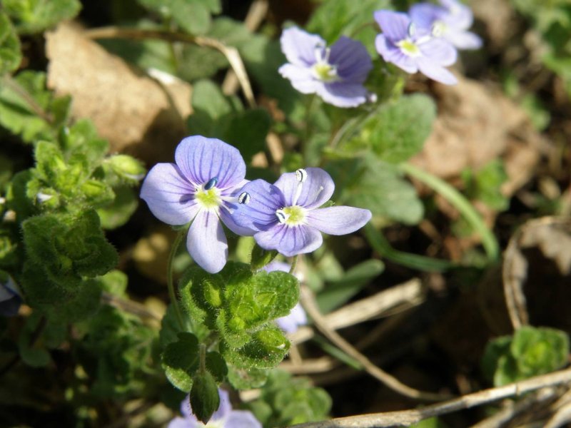 Вероника нитевидная Veronica filiformis